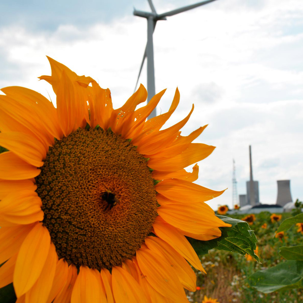 Sonnenblume in der Feldmark mit Blick auf Kraftwerk Mehrum 